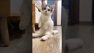 The Way Munchkin Cats Sit Is Too Cute 😺 [upl. by Monjo164]