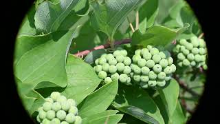 Smilax lasioneura Blue Ridge Carrion Flower [upl. by Lordan389]