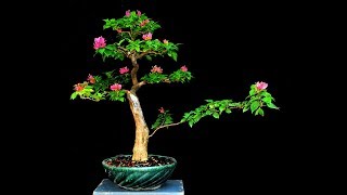 Bougainvillea Bonsai Progression Series [upl. by Elroy]