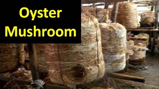 How to produce Oyster Mushroom Pleurotus sajorcaju in Brief [upl. by Sterrett]