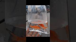 Aj hm nein nai fish li jo kafi unique ti shortvideo fish animals subscribemychannel [upl. by Ahseret]