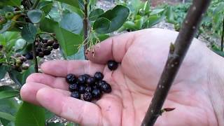 This Easy To Grow Berry Has 3 Xs The Antioxidants As Blueberries [upl. by Nilde]