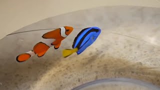 Finding nemo live action [upl. by Ainirtak]