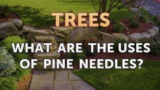 What Are the Uses of Pine Needles [upl. by Maon188]