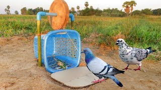 Easy Bird Trap  Simple DIY Creative Bird Trap make from water Wood and Basket That Work 100 [upl. by Merari]