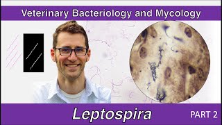 Leptospira Part 2  Veterinary Bacteriology and Mycology [upl. by Pride]