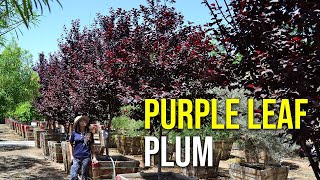 Purple Leaf Plum [upl. by Adnoluy]