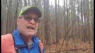 Example of a 2nd thinning strategy in a loblolly pine stand [upl. by Nalak]