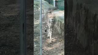 Cheetah 🐆 cheetah wildlife wildanimals minivlog ytshorts pets petsvlog shorts viral zoo [upl. by Brenna227]