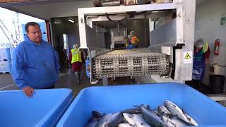 Quatsino Food Fish Documentary [upl. by Haggai]