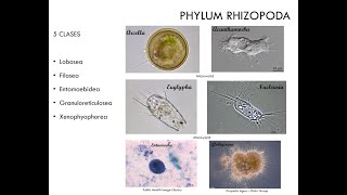 Phylum Rhizopoda [upl. by Idieh]