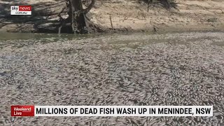 Millions of dead fish wash up in Menindee worst mass kill of fish in the region’s history [upl. by Eyde]