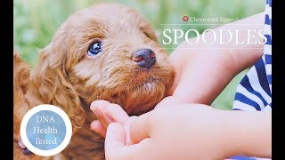 Spoodle Puppies [upl. by Nadnerb]