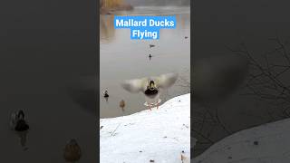 Watch these Mallard Ducks Take Flight 🦆 🛫 [upl. by Lenod]