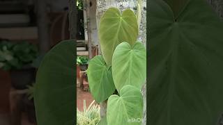 Philodendron Heart Leaf [upl. by Johnstone]