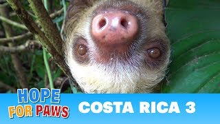 Hope For Paws in Costa Rica  rescues and super special animals Please share dogrescue [upl. by Tutt611]