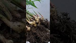 How to Grow Ginger at Home plants shorts farming [upl. by Jenkel]