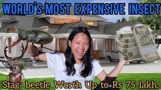 HOW TO BECOME RICH IN FEW DAYS 💰💰try this  Stag Beetle Is Worth Rs 75 Lakh [upl. by Oakley]