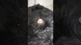 Popping a Sebaceous Cyst on a Dog [upl. by Stclair314]