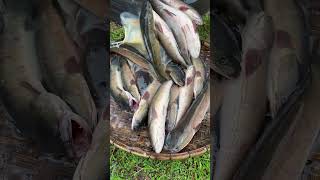 Amazing Cooking Fishes by Rural Chefs CookFishes Part1 YummyCookFishRecipes cookfishrecipe [upl. by Alane767]