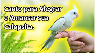 CANTO DE CALOPSITA PARA ALEGRAR E AMANSAR SUA CALOPSITA 🐦 CANTO PARA AMANSAR CALOPSITA [upl. by Welford]