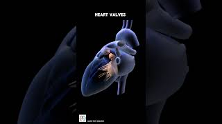 Heart Valves  Heart Beat cardiology [upl. by Ahsoet]