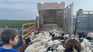 ITS LAMB LOADING DAY🐑🐏 HAULING STOCKER CATTLE AND MOVING THE BIG FLOCK OF EWES [upl. by Obla216]