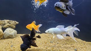 Biggest Update for my 5ft Fish Tank Fish Keeping Urdu  Hindi with English Subtitles [upl. by Becka]