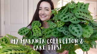 My complete Maranta Collection and Care tips  How I keep my Marantas happy [upl. by Eberle]