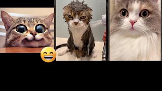 Cat Funny Videos 😼 Cat Fight ❤️ FunnyCats Part 6996 [upl. by Lirbij]