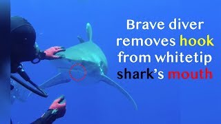 Brave diver removes hook from whitetip shark’s mouth [upl. by Enyallij]