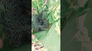 Love Birds Le Liye 😍घोंसला टूट गयाbirds tranding birdslover tranding viral video [upl. by Modnar584]