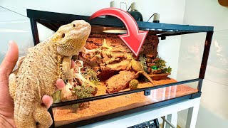 RESCUED Bearded Dragon Gets a New HOME  ABANDONED [upl. by Paco]