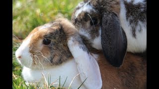 Como Criar Conejos MINI LOP En Casa Todo lo que necesitas saber [upl. by Leaper]