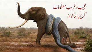 عجیب و غریب معلومات گرین ایناکونڈ interesting facts about anaconda [upl. by Aletsirc]