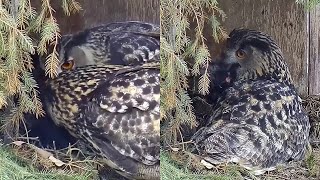 Kassikakk Eagle OwlPrey handover in the nest Long conversation before602 pm 20230404 [upl. by Aisad]