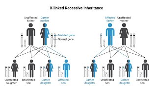 How recessive Xchromosome linked traits are inherited [upl. by Riley971]