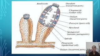 Porifera characteristics by Dr Pooja Yadav [upl. by Stockton]