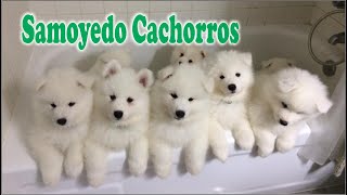 SAMOYEDO BEBES cachorros de samoyedo 🐾 [upl. by Hannahoj]