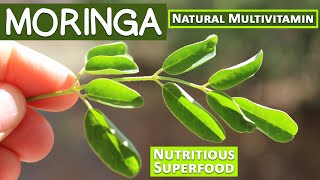 Moringa A Nutritious Superfood and Natural Multivitamin [upl. by Seto]