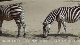 Zebra Gazellen und Antilopen  gesehen von Thilo  im Zoo Hannover [upl. by Calysta]