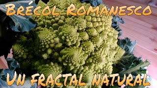 BRÉCOL ROMANESCU UN FRACTAL NATURAL [upl. by Nelli759]