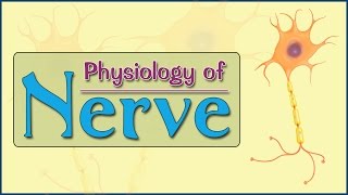 Easy Physiology  Nerve  2Action Potential [upl. by Adle]