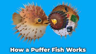 How a Puffer Fish Works [upl. by Eglanteen]