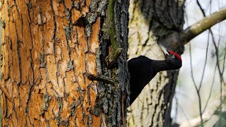 Dzięcioł czarny w Dolinie Środkowej Wisły Black Woodpecker in the Middle Vistula Valley [upl. by Ise604]