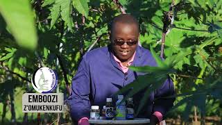 CASTOR SEEDS CULTIVATION AND COMMERCIAL STATUS WITH OMUKENKUFU NYANZI JULIUS Part 1 [upl. by Chrisman]