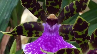 ZYGOPETALUM ORCHID WITH THREE SPIKES SOME ORCHID CARE AND CULTURE TIPS [upl. by Ebby540]