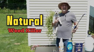 The Best NATURAL Weed Killer [upl. by Hayott]