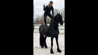 Jackson Friesian Horses for sale httpswwwblacksterlingfriesianscom questions 4152722112 [upl. by Hescock]