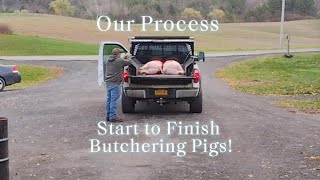 full video Start to finish Butchering Pigs life of a Butcher Processing Pigs [upl. by Nolyarg]